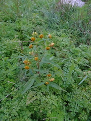 Bidens cernua