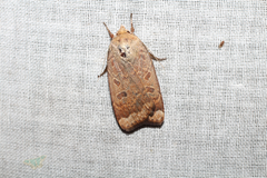 Abagrotis