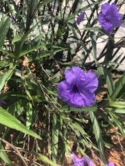 Ruellia simplex image