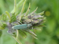 Phytoecia caerulescens
