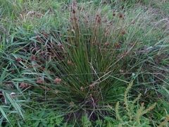 Juncus effusus