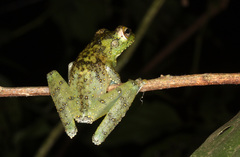 Itapotihyla langsdorffii