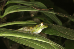 Itapotihyla langsdorffii