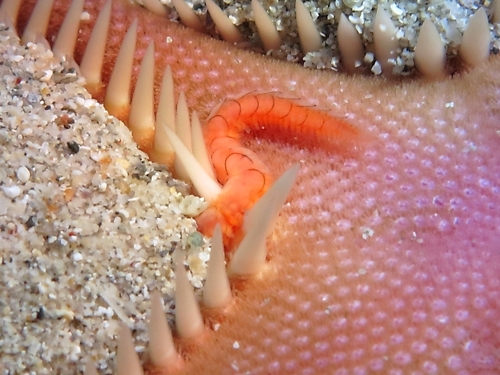 Representative image of Acholoe