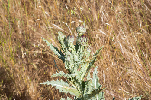 reticulate thistle (Onopordum nervosum)