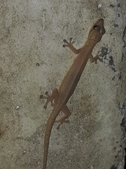 Hemiphyllodactylus typus