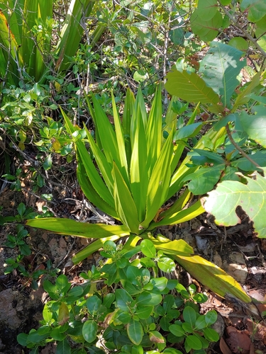 Furcraea tuberosa