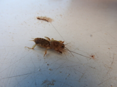 Neoscapteriscus abbreviatus