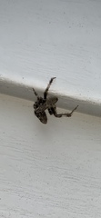 Neoscona crucifera