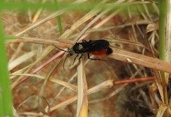 Dasymutilla araneoides
