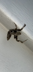 Neoscona crucifera