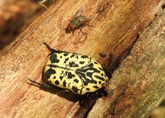 Gymnetis sallei
