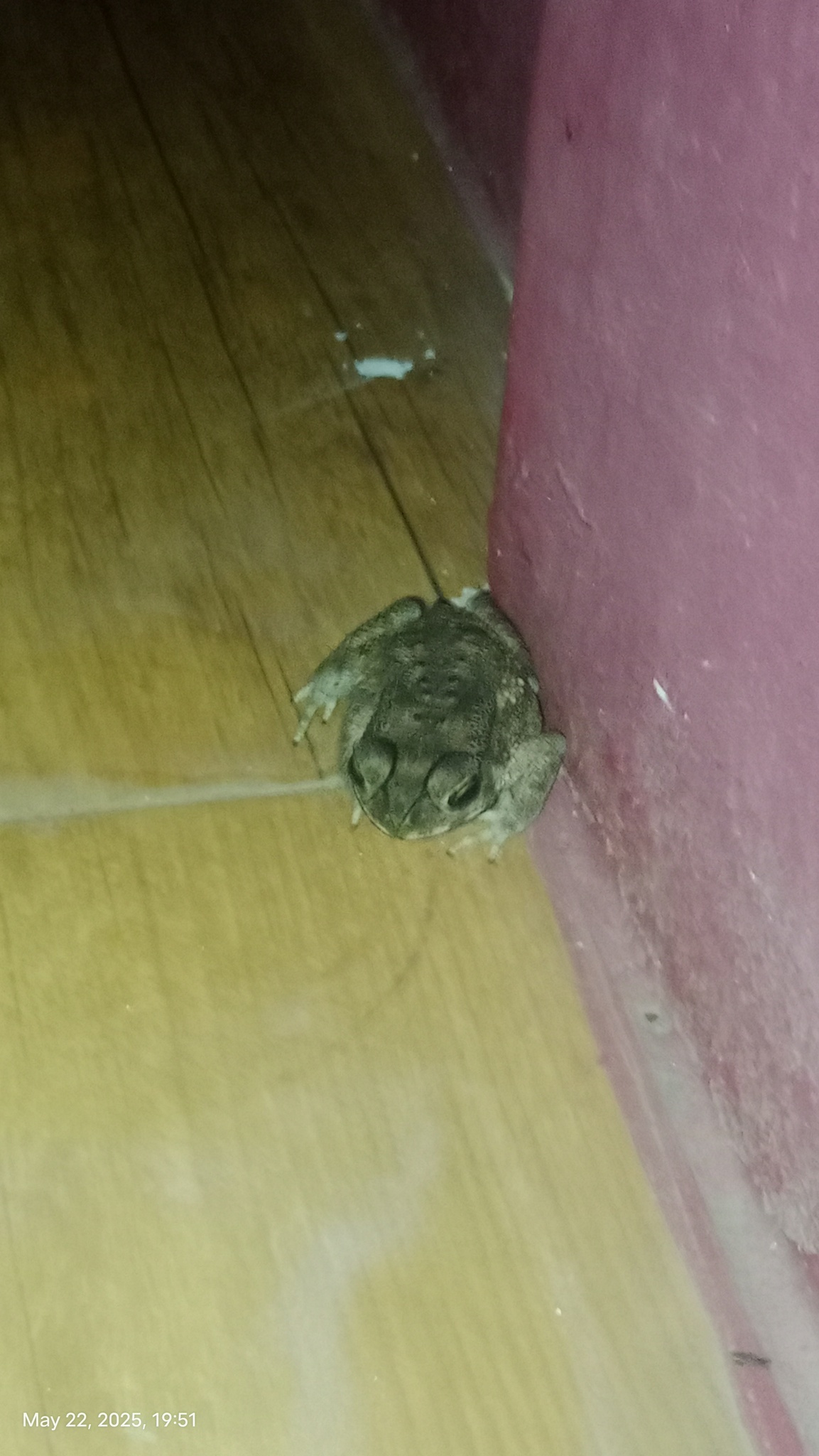 Indian Common True Toad