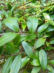 Lonicera sempervirens