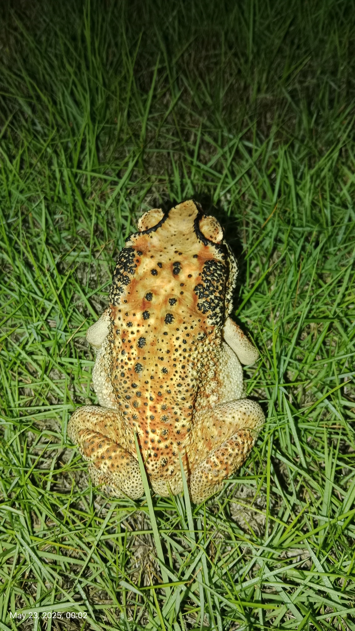 Indian Common True Toad