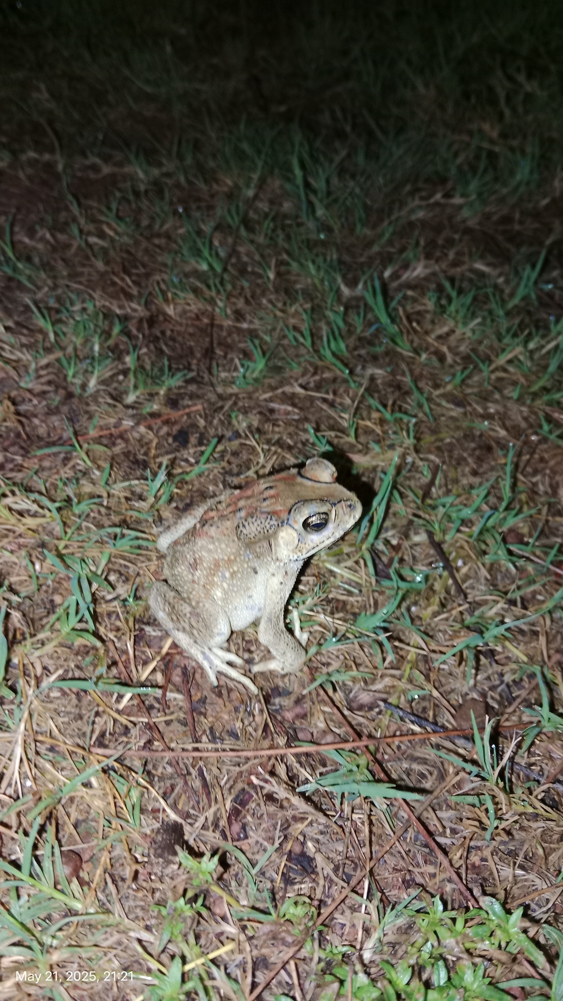 Indian Common True Toad