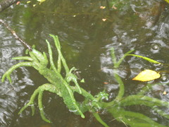 Ephydatia fluviatilis