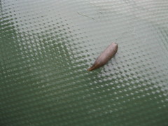 Erpobdella octoculata