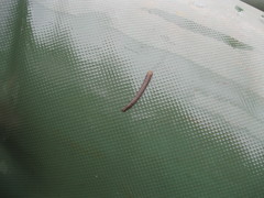 Erpobdella octoculata