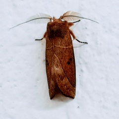 Hemiceratinae