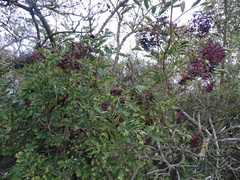 Sambucus nigra
