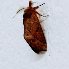 Hemiceratinae
