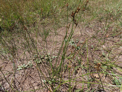 Juncus mexicanus