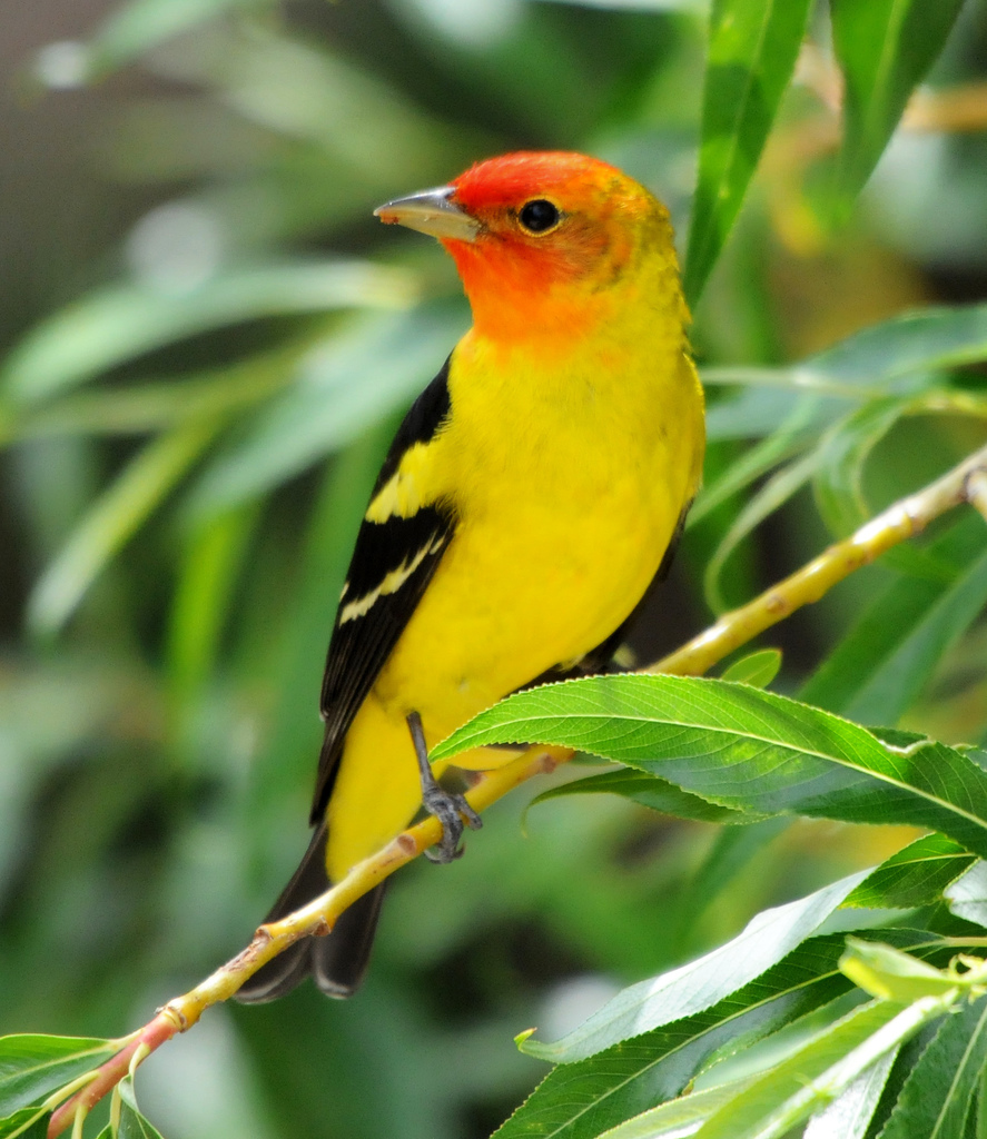 Piranga capucha roja (Guía de Biodiversidad Reserva Ecológica Estatal ...