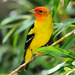 Western Tanager - Photo (c) Steven Mlodinow, some rights reserved (CC BY-NC), uploaded by Steven Mlodinow