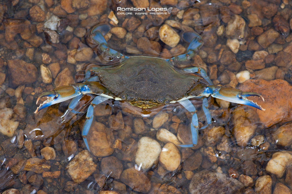 Callinectes affinis