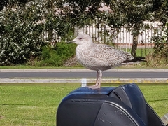 Larus argentatus