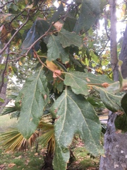 Platanus racemosa