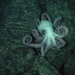 Graneledone - Photo (c) NOAA Ocean Exploration & Research，保留部份權利CC BY-SA