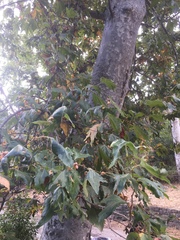 Platanus racemosa