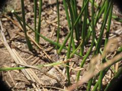 Juncus mexicanus