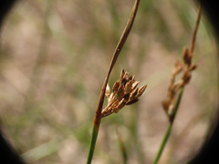 Juncus mexicanus