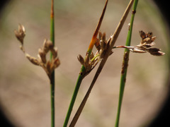 Juncus mexicanus