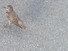 Sturnus vulgaris