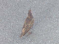 Sturnus vulgaris