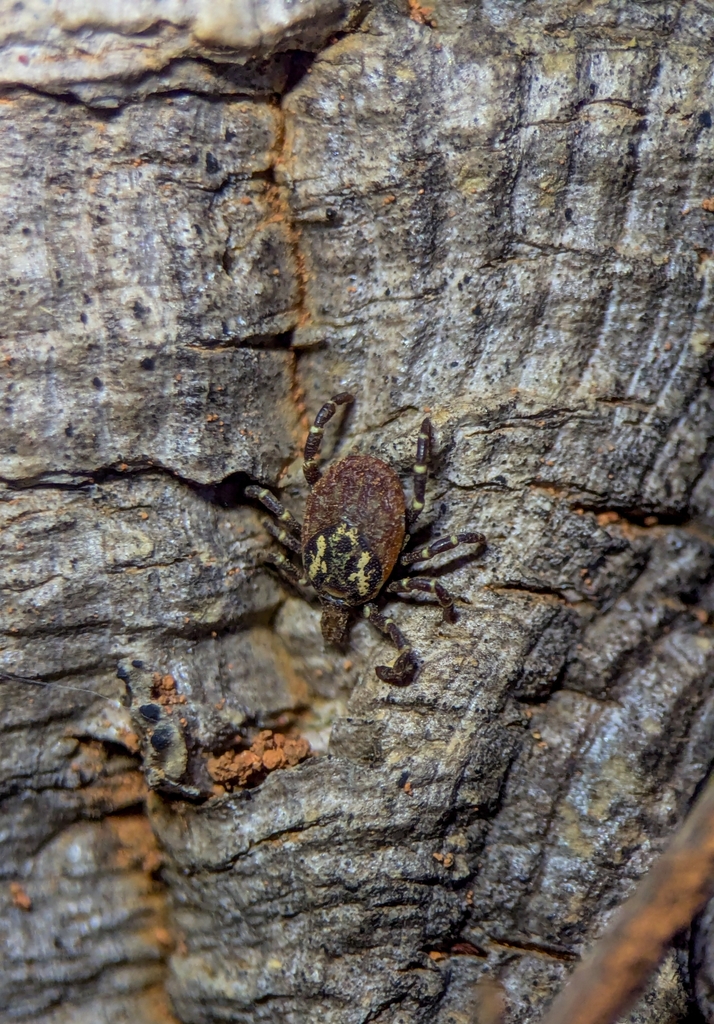 Amblyomma nodosum