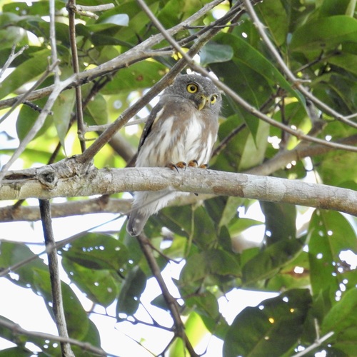 Amazonian Pygmy Owl (Glaucidium hardyi)