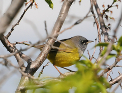 Macgillivray's Warbler photo 6