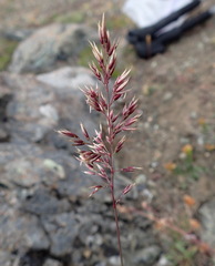 Agrostis mertensii