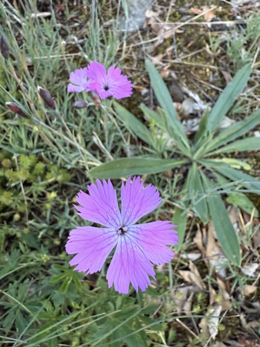 Dianthus gratianopolitanus