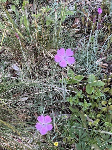 Dianthus gratianopolitanus