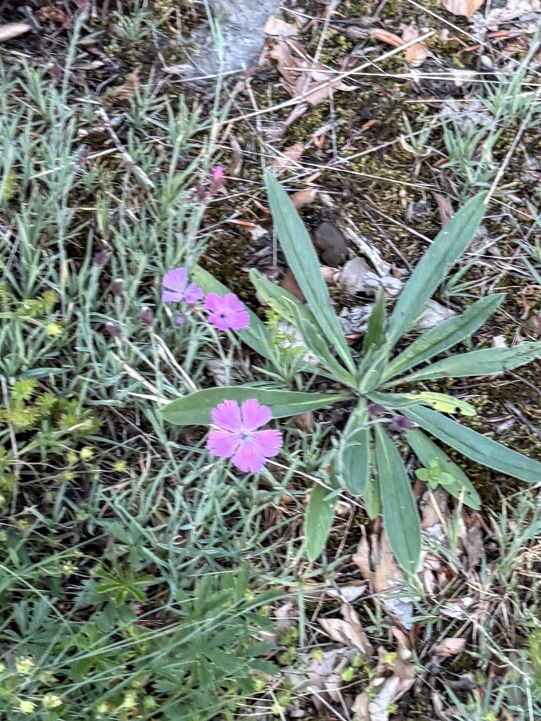 Dianthus gratianopolitanus, Státní hrad Bezděz, Bezděz, Liberecký kraj, CZ