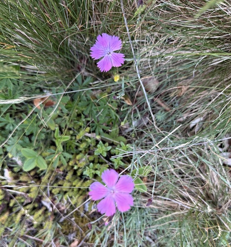 Dianthus gratianopolitanus