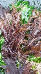 Chondracanthus chamissoi