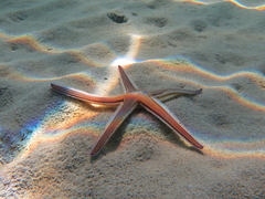 Astropecten bispinosus