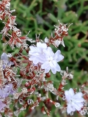 Limonium retirameum